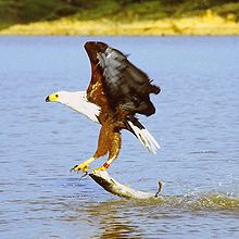African Fish Eagle - Animals